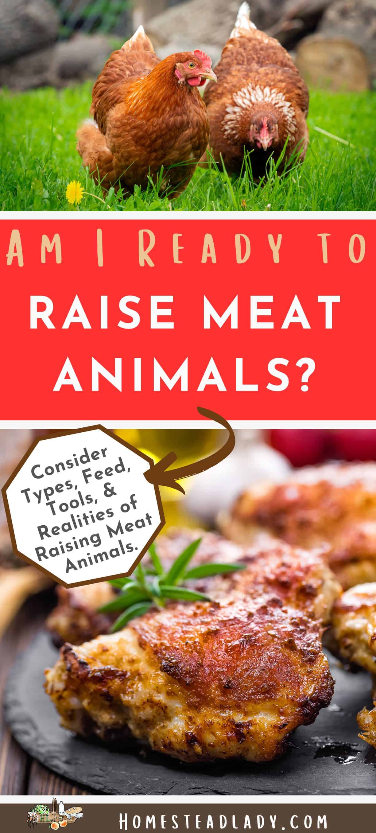 hens in a field; chicken on a plate