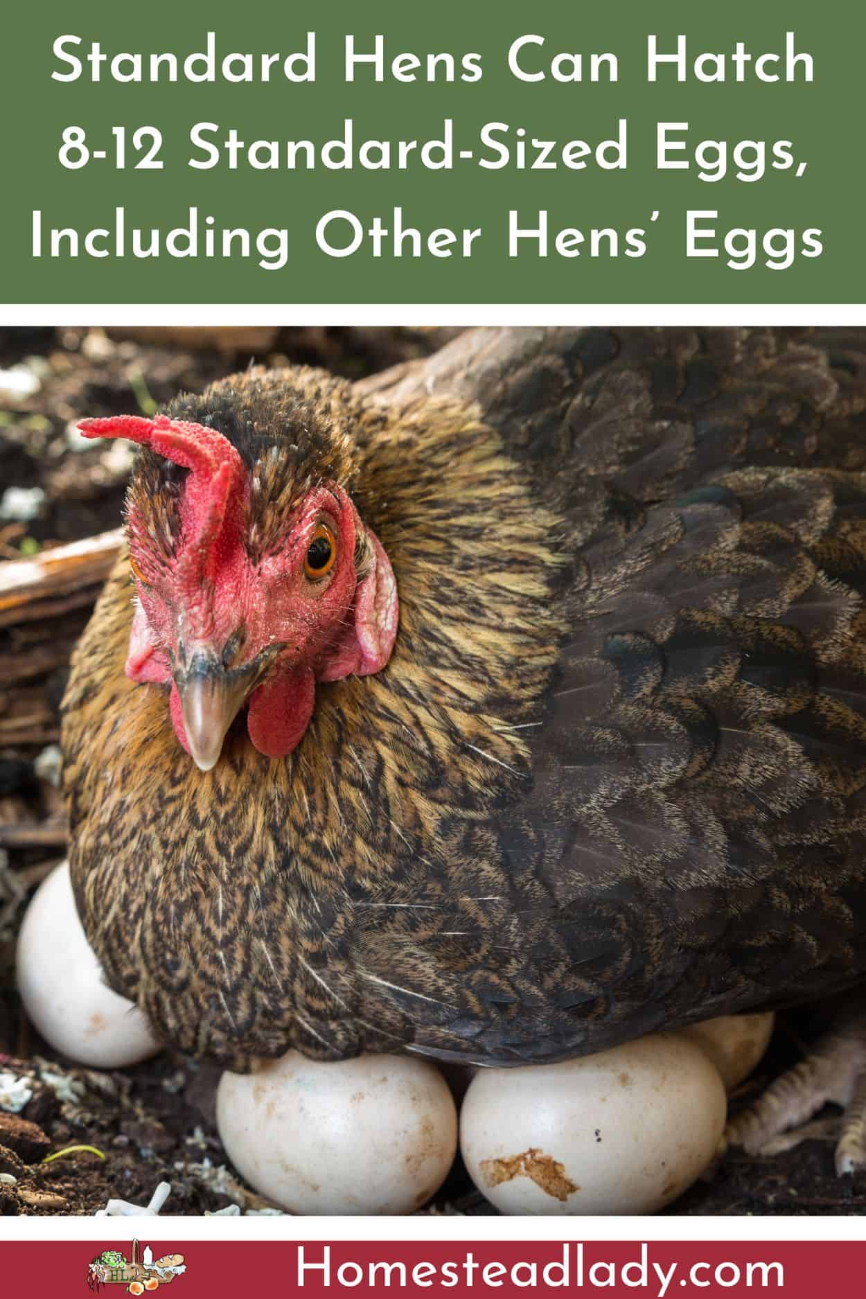 broody hen sitting on a clutch of white eggs