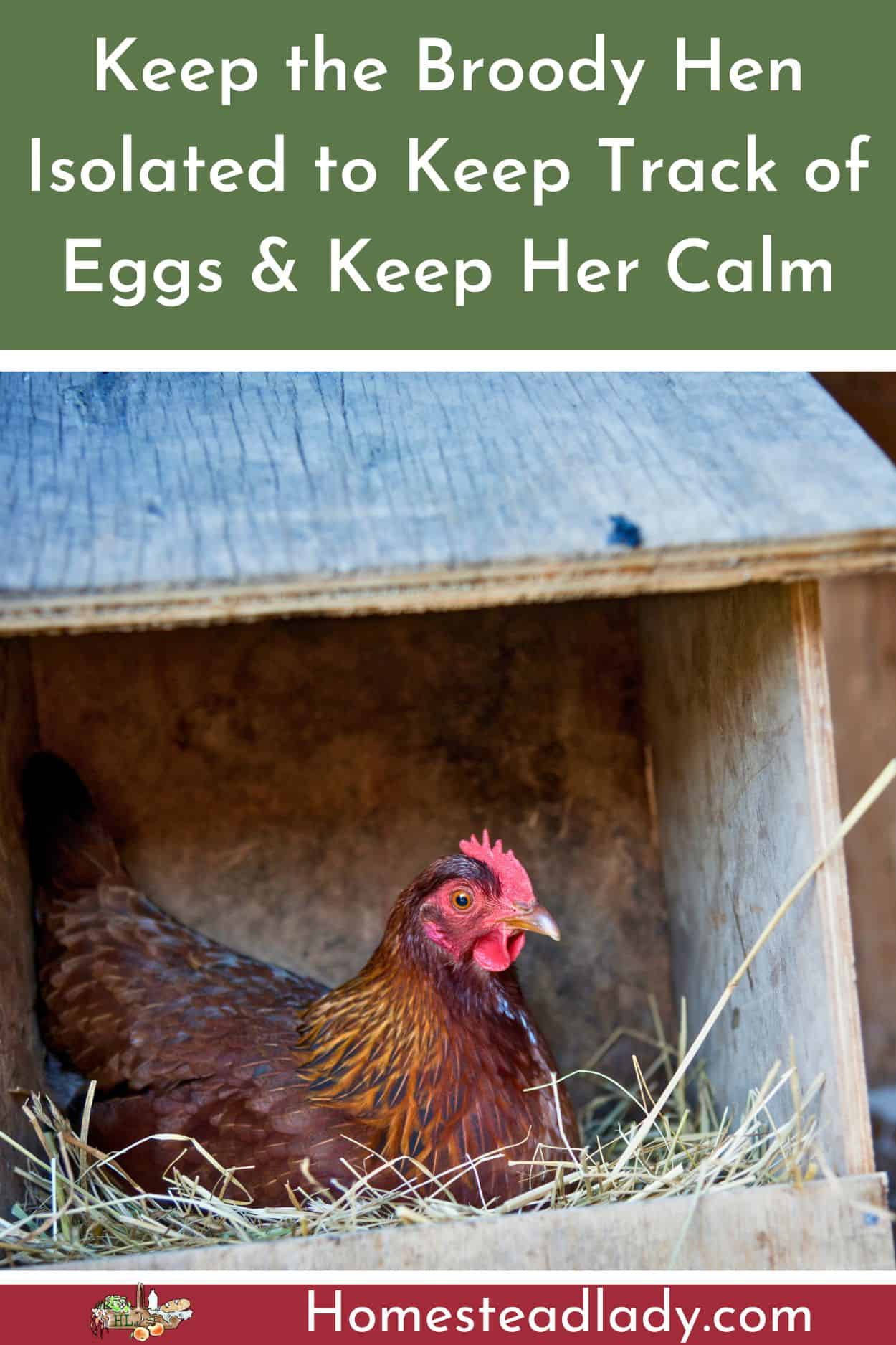 broody hen in a nest box