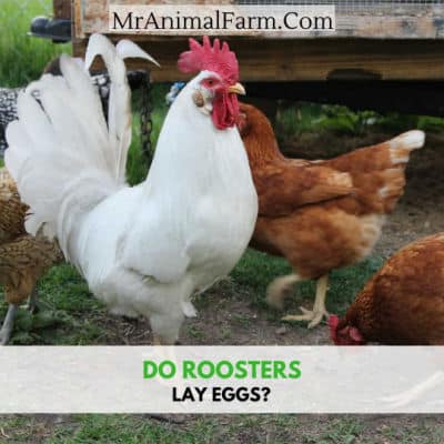 rooster with hens