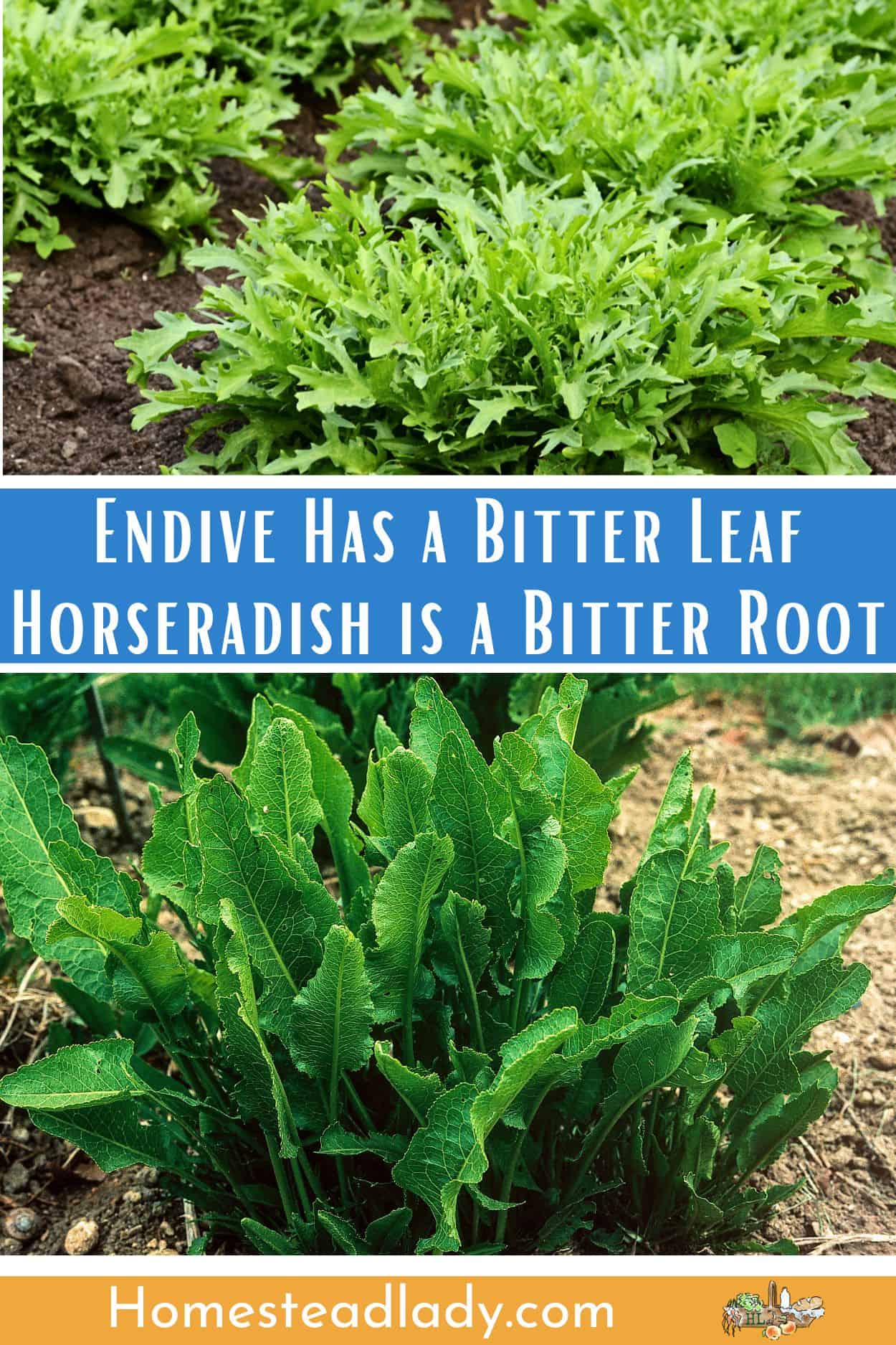 Passover bitter herbs endive and horseradish plants growing in a garden