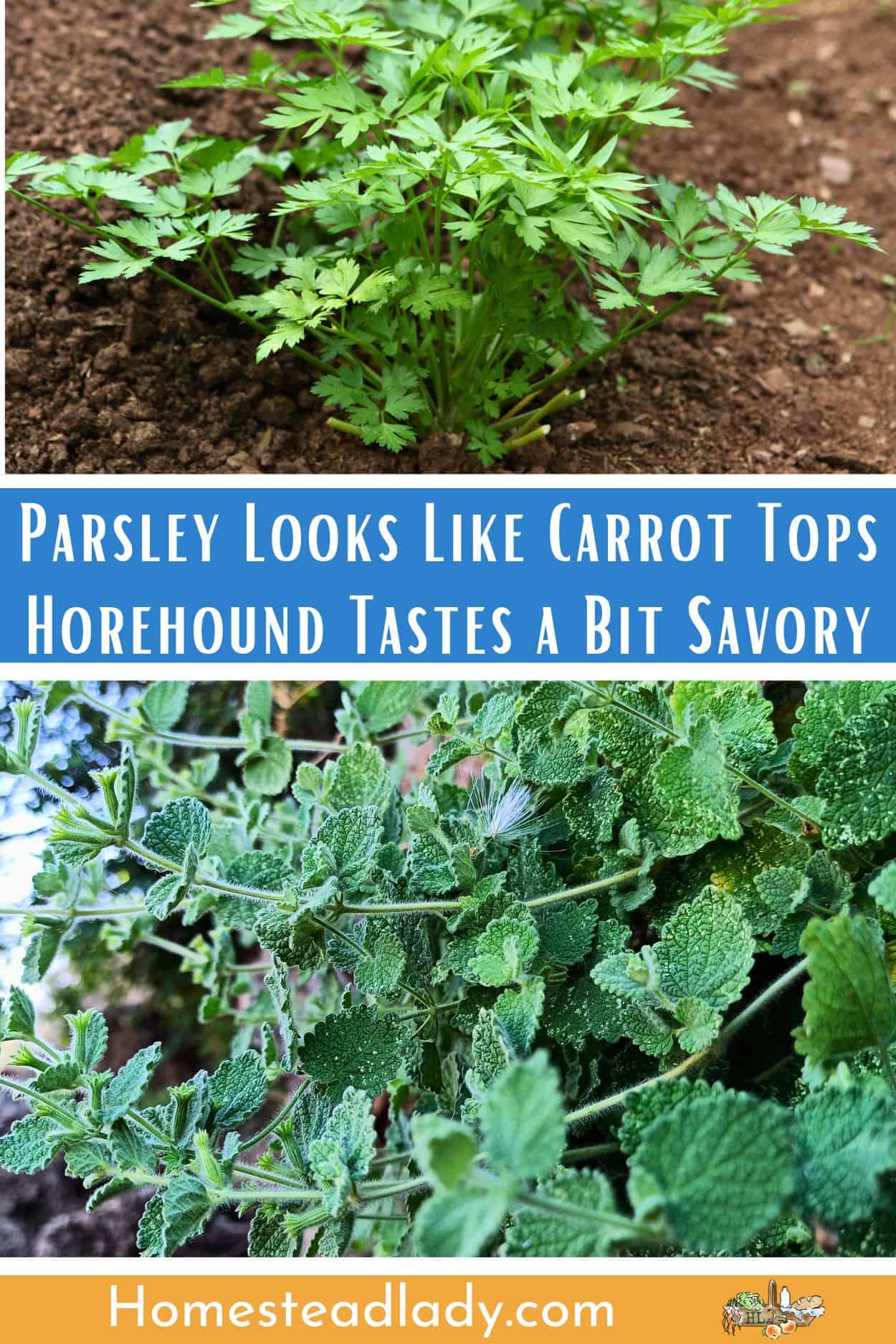bitter herbs for Passover; parsley and horehound plants growing in the garden