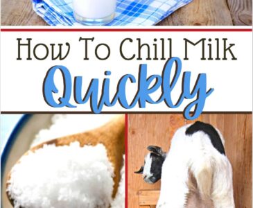 salt, goat, milk