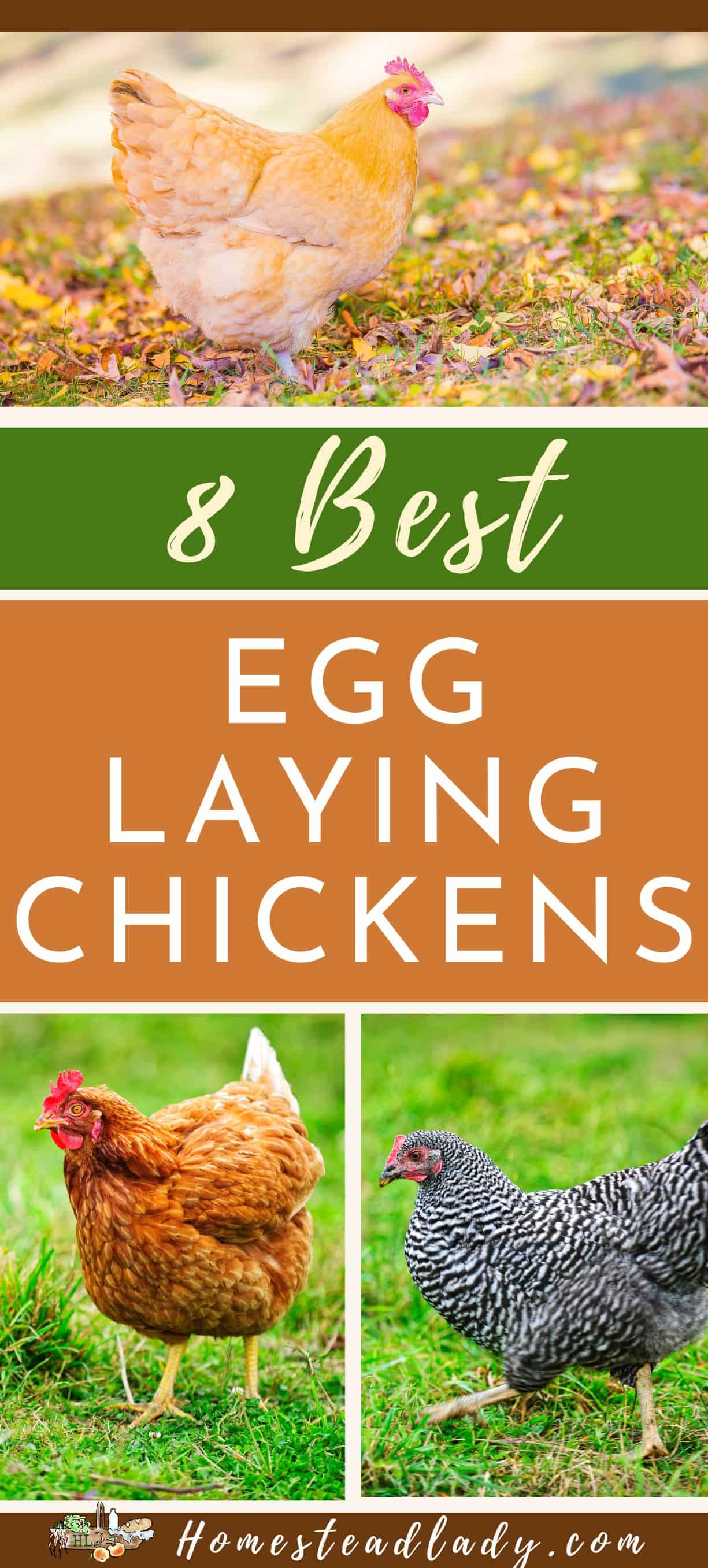 chickens in the grass