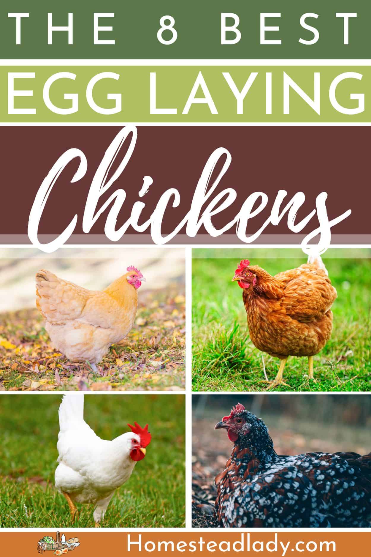 different breeds of egg laying chickens on the grass