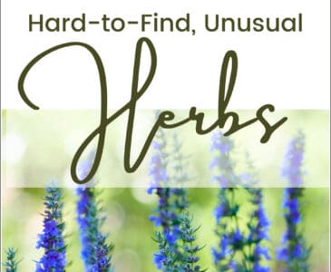 flowering blue hyssop