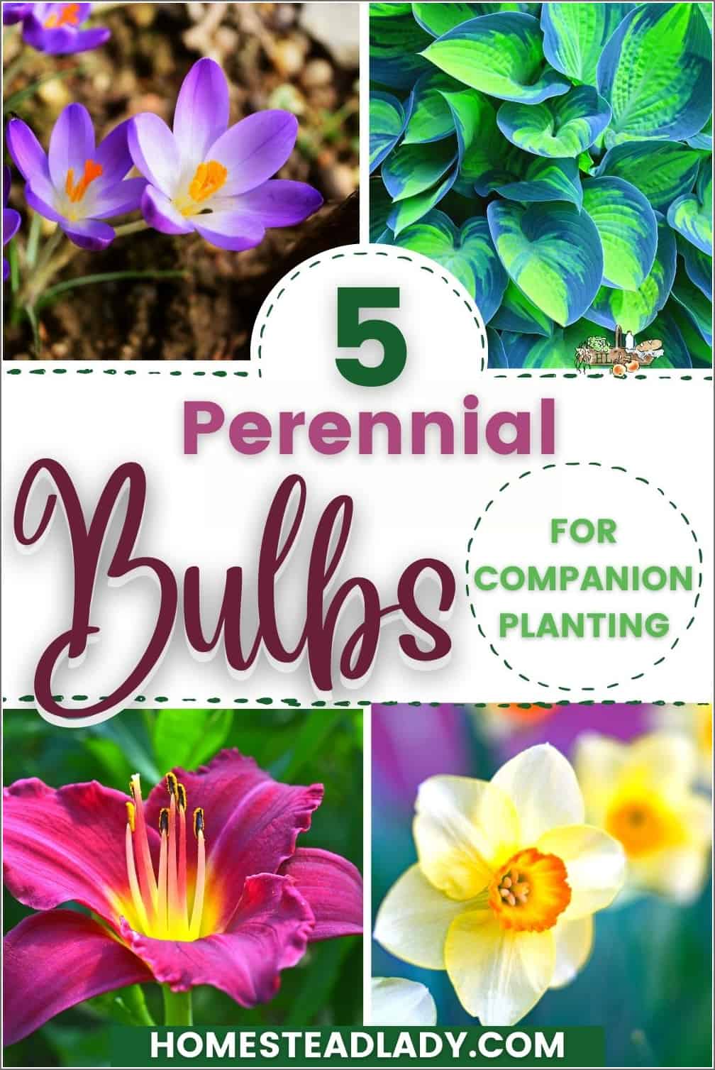 hostas, daylily, daffodils, crocus