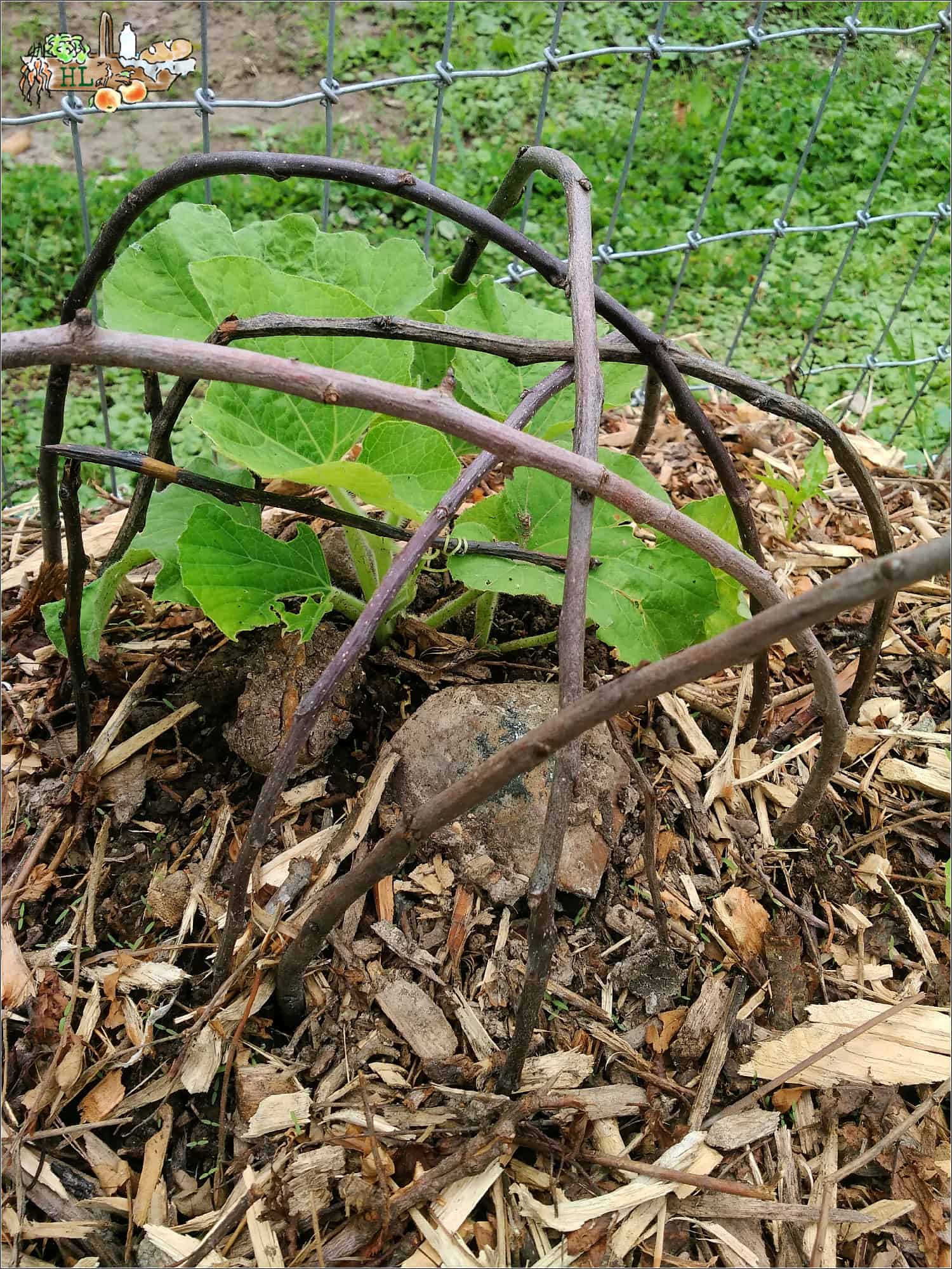 sticks bent over a plant
