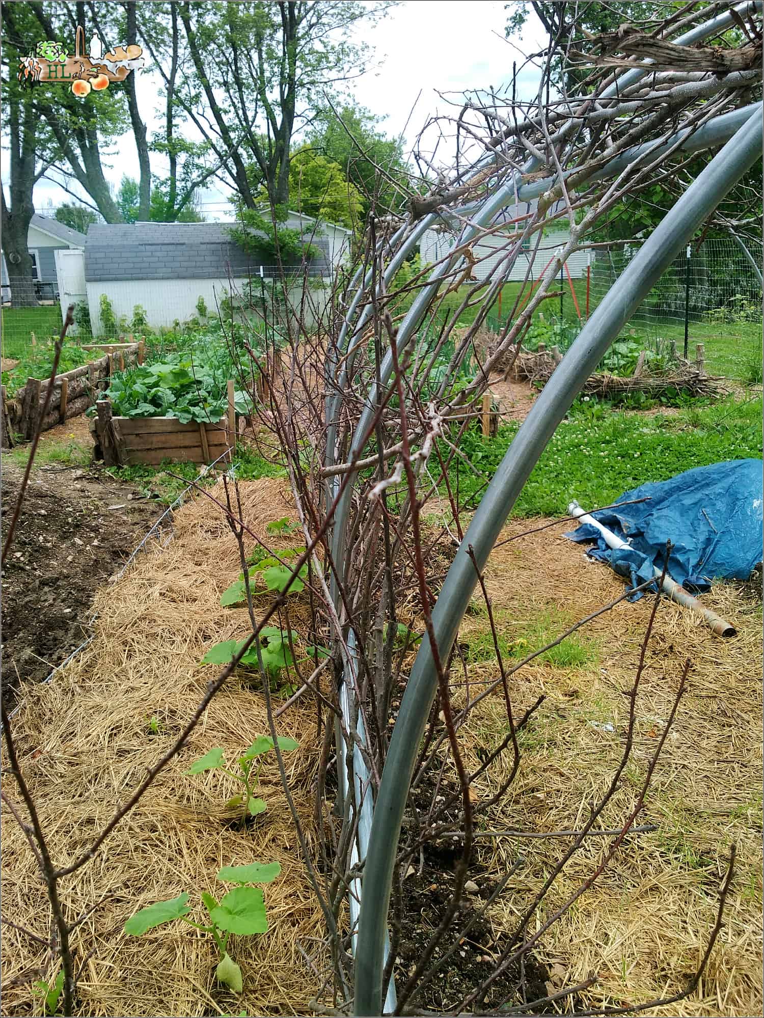 sticks in a trellis