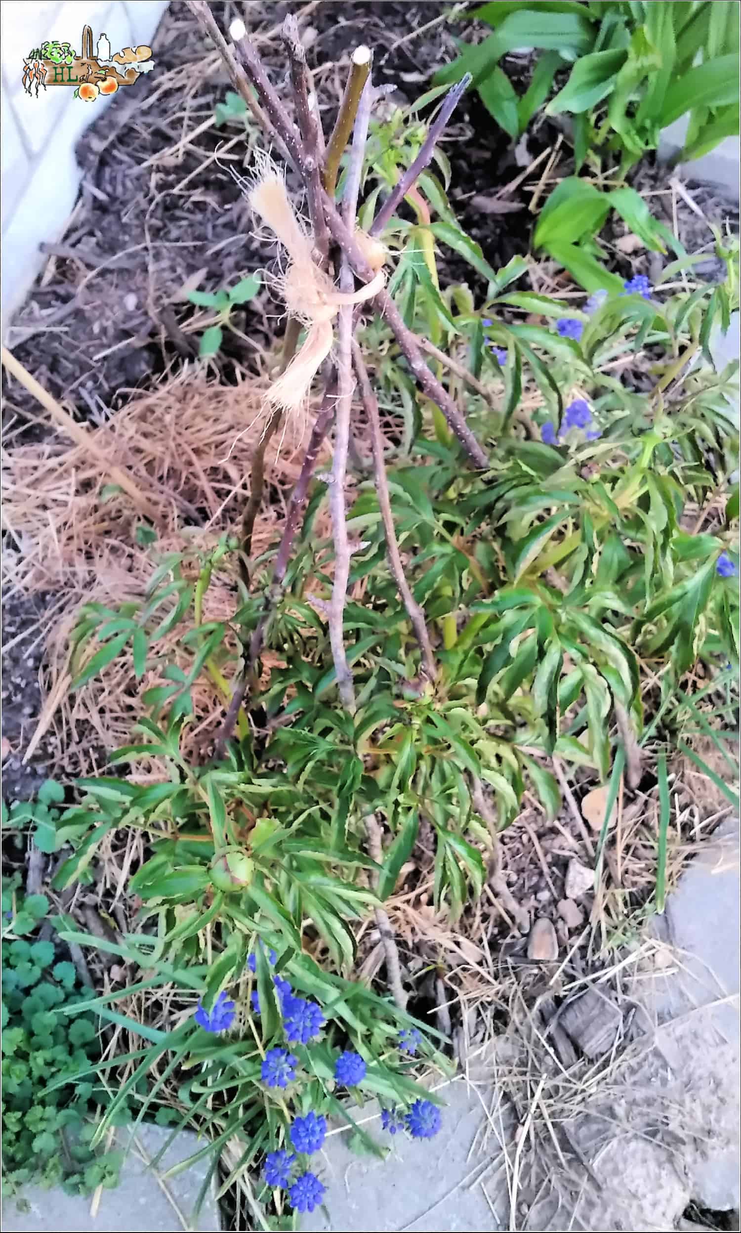 Sticks in a tepee shape tied with rope