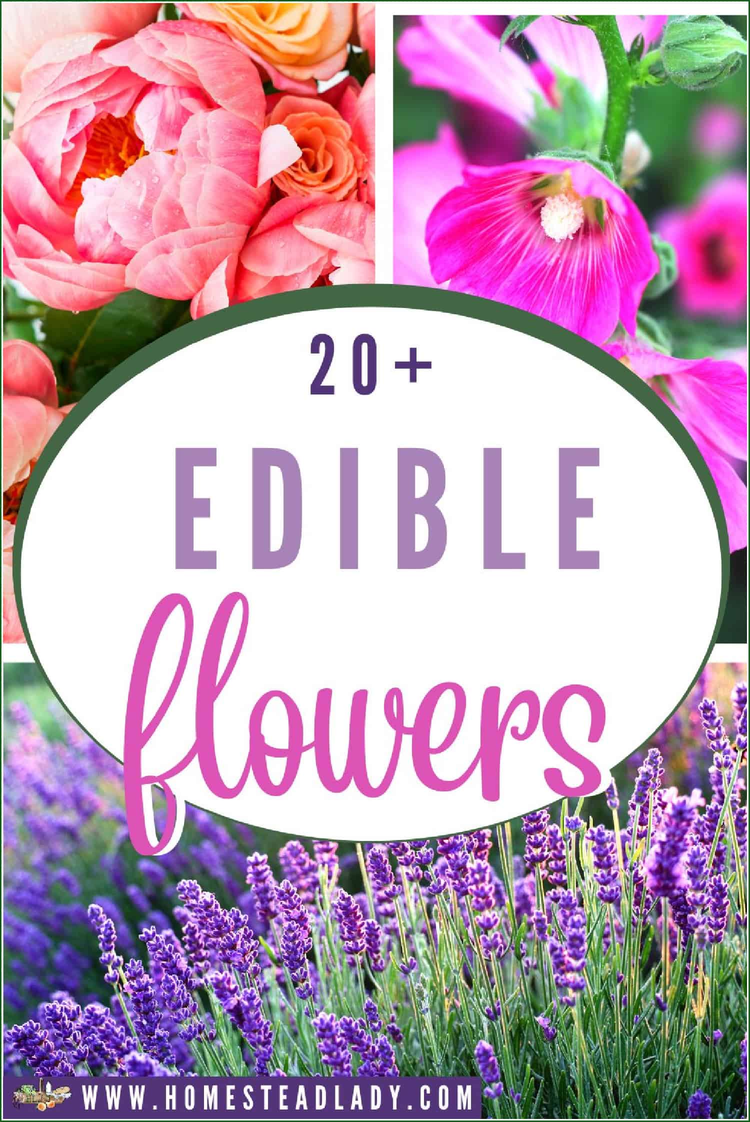 decorative, mixed flowers