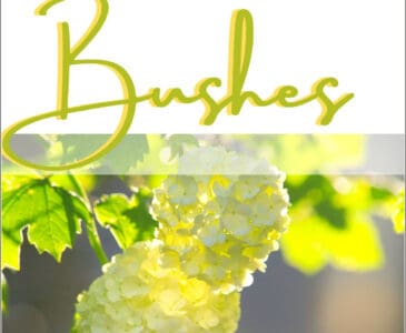 snowball bush flower