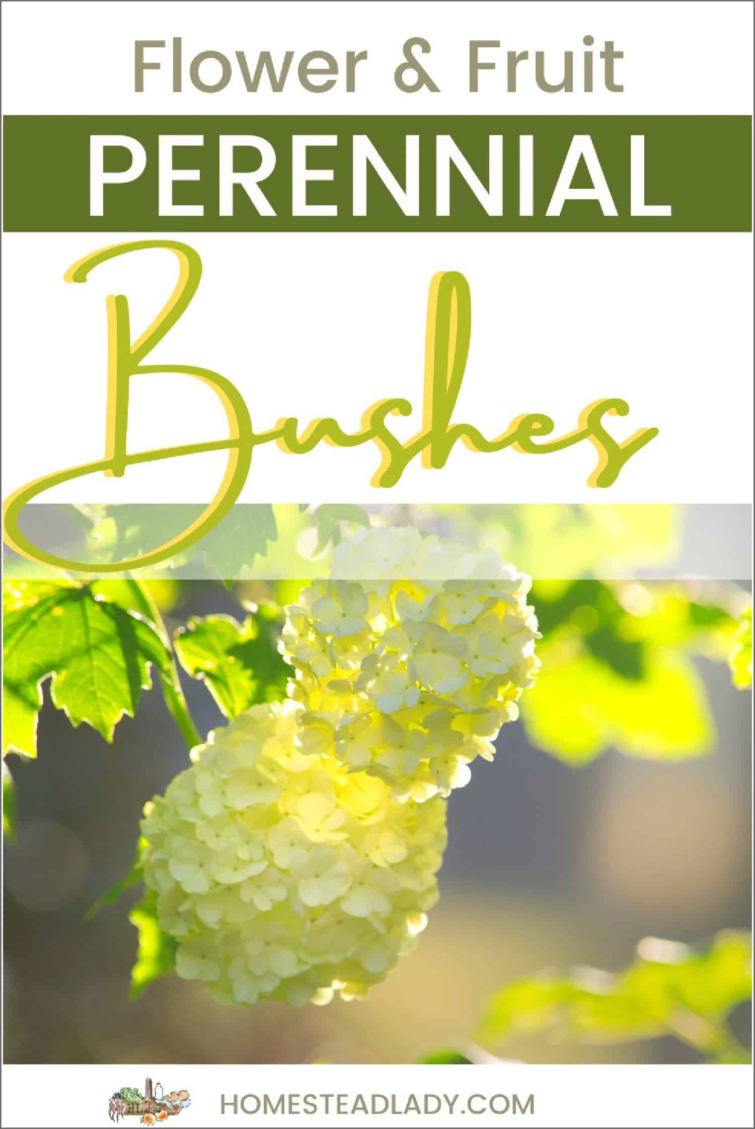 snowball bush flower