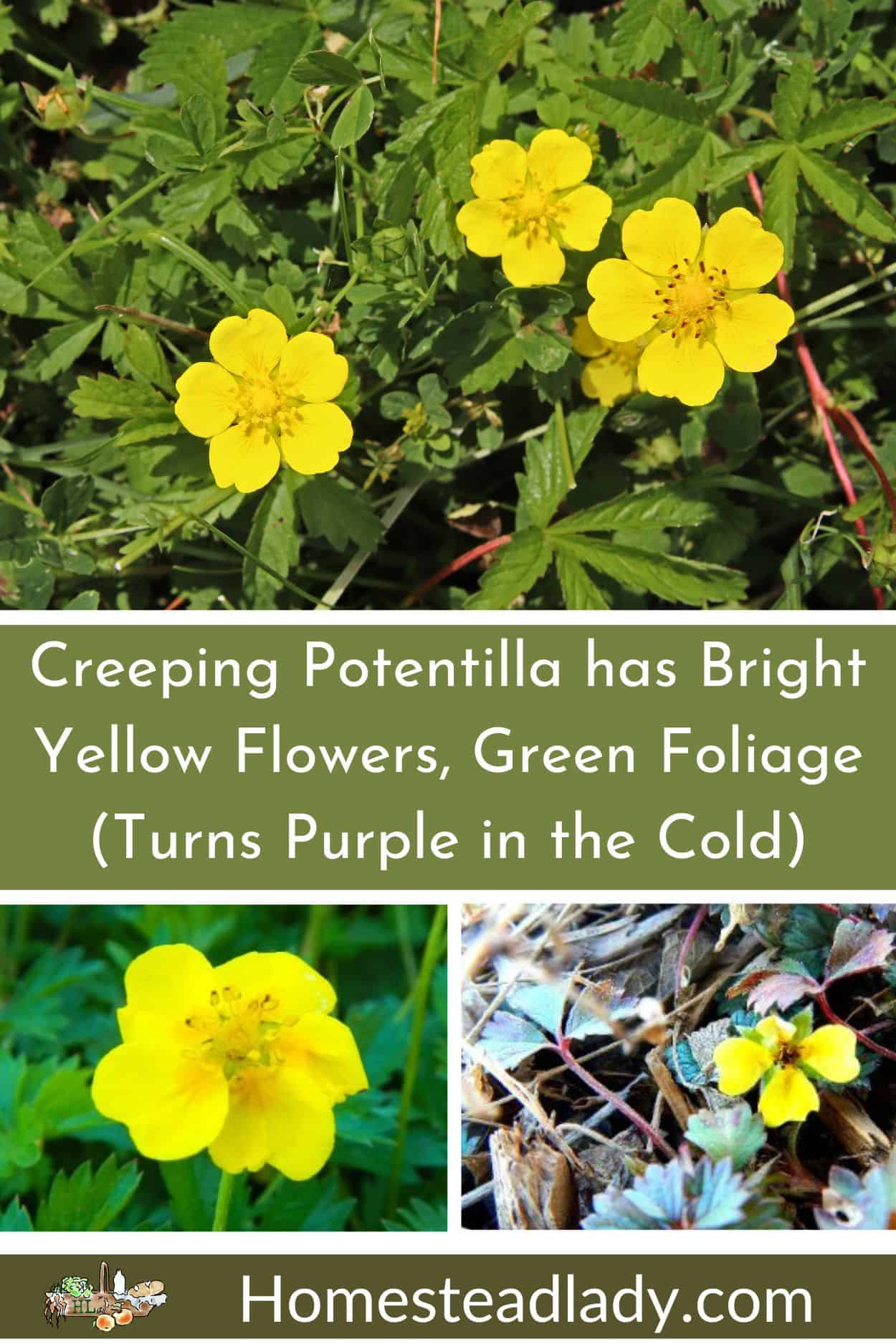creeping potentilla ground cover with yellow flowers
