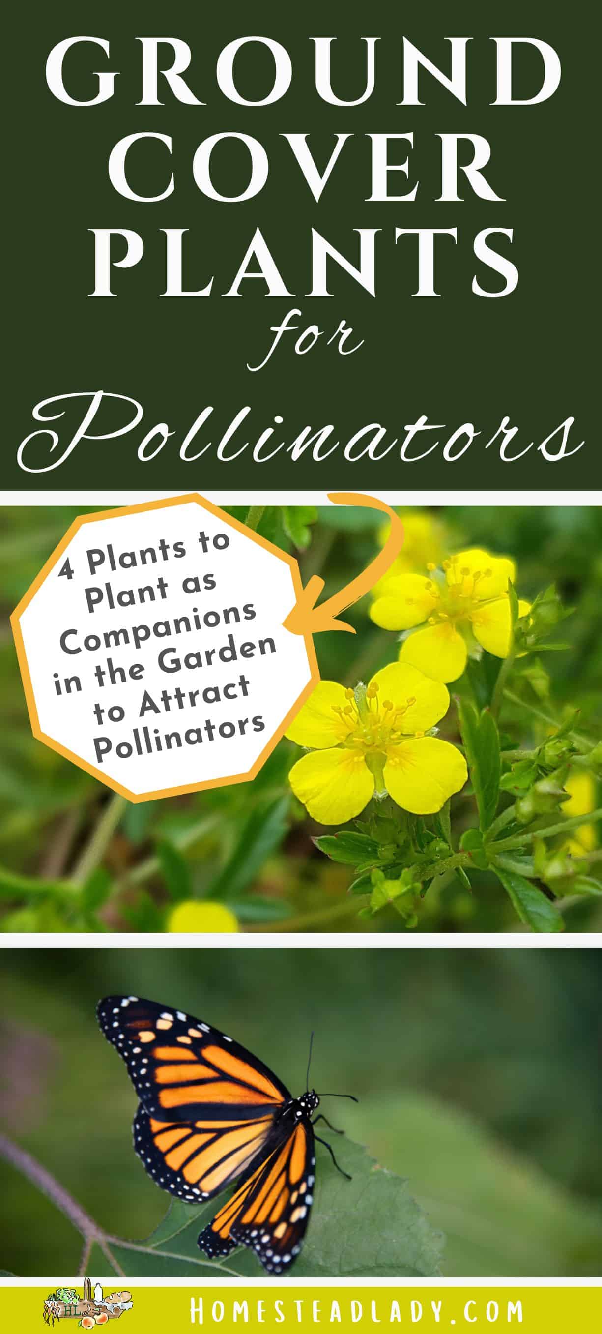 ground cover potentilla with a bee