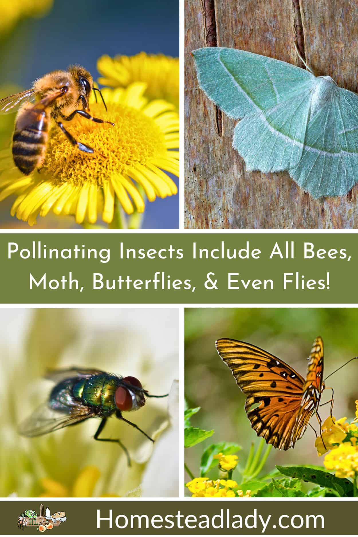 pollinating insects, bee, moth, fly, butterfly