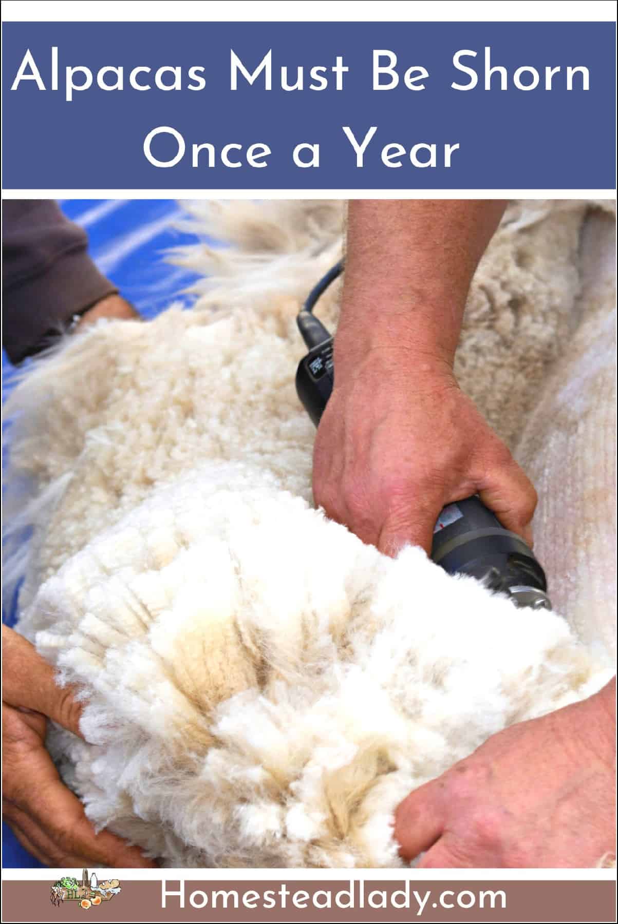 white alpaca being shorn in spring