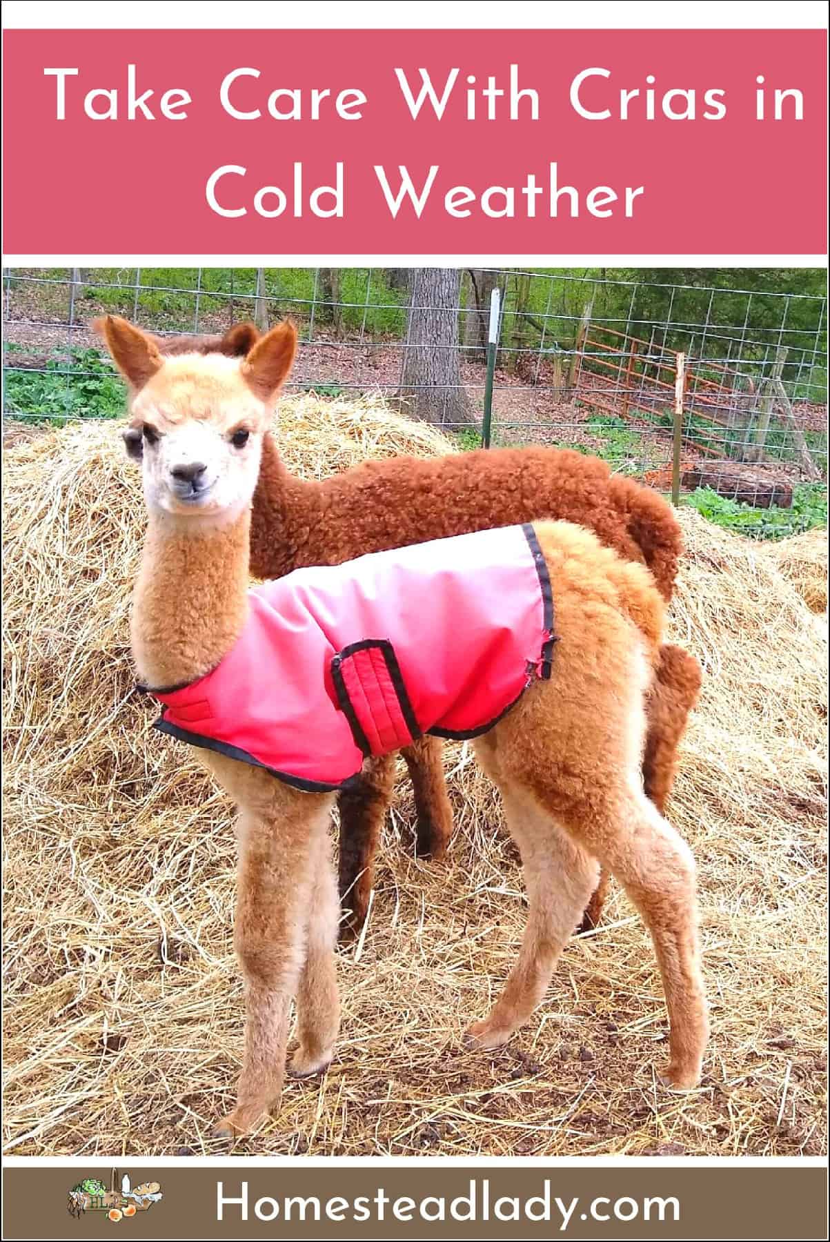 Alpaca cria in a winter jacket