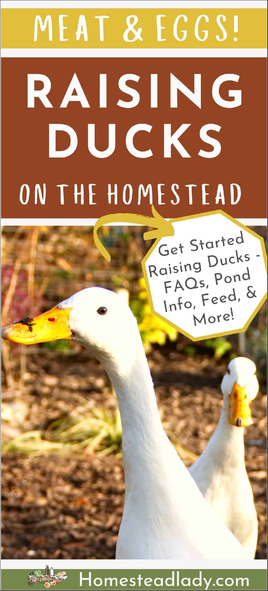 Ducks on the homestead
