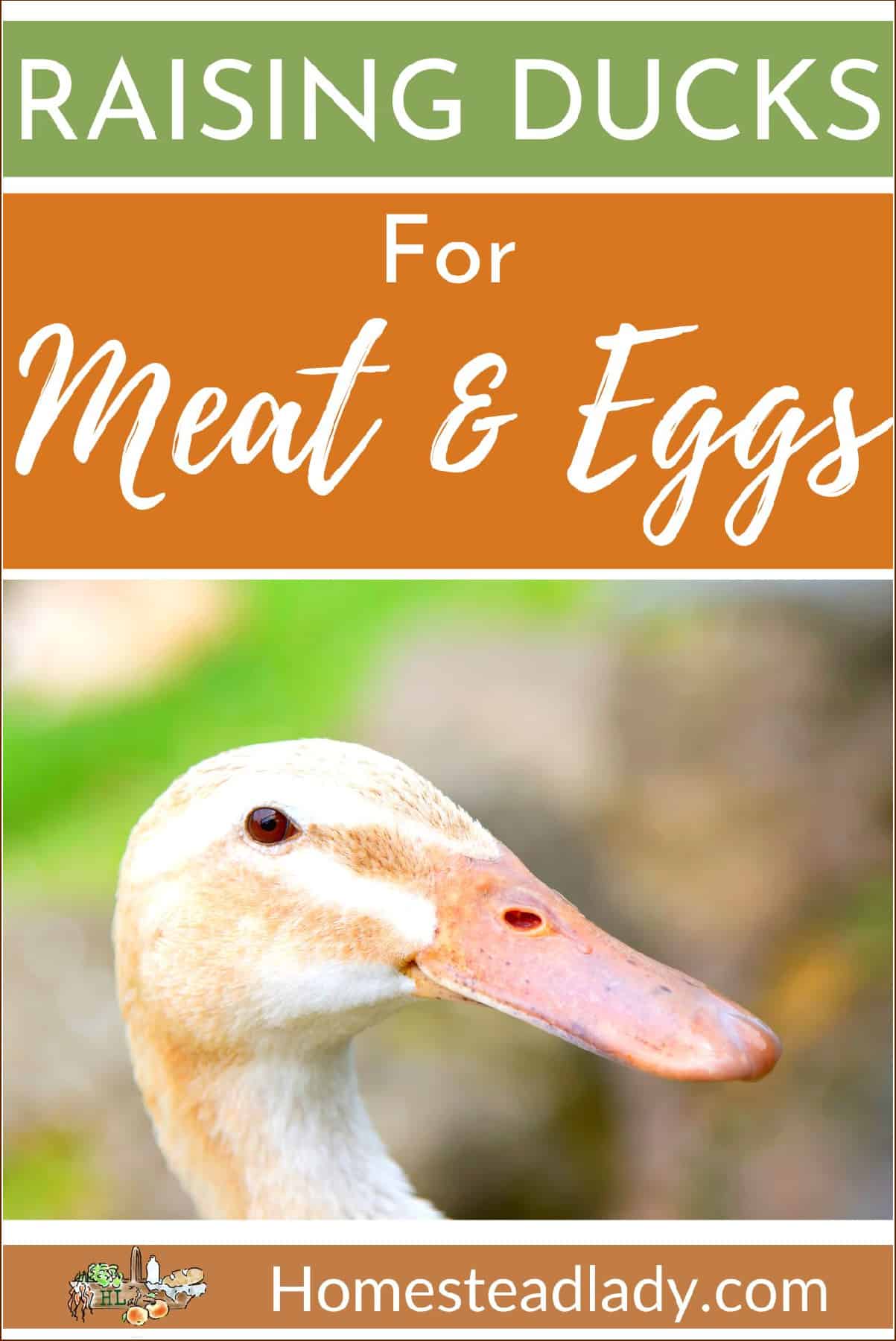 a homestead duck for meat and eggs