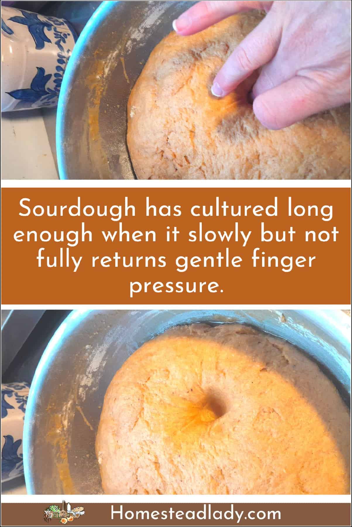 cultured sourdough cinnamon roll dough in a bowl