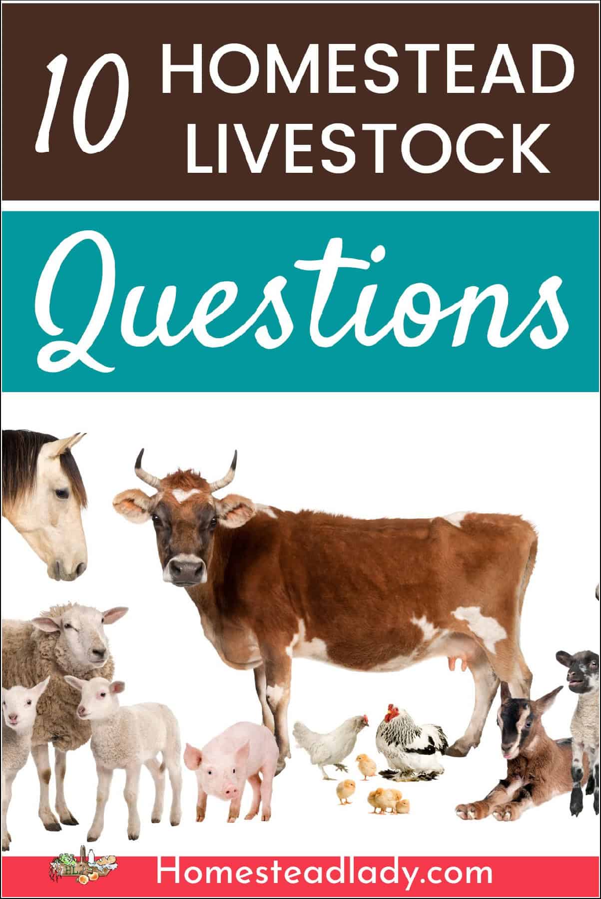 homestead livestock variety like cow, horse, ducks, goats