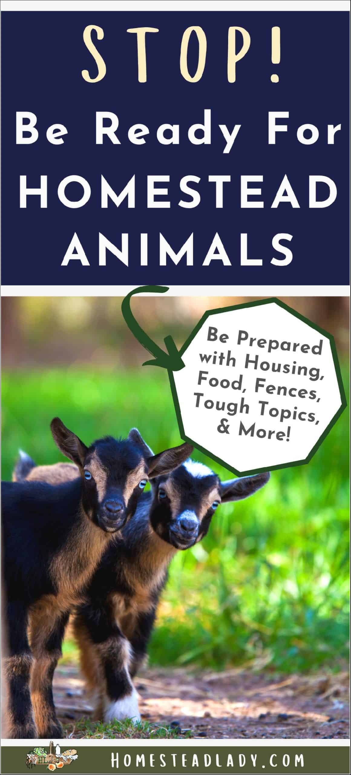 homestead animals - baby goats standing next to each other