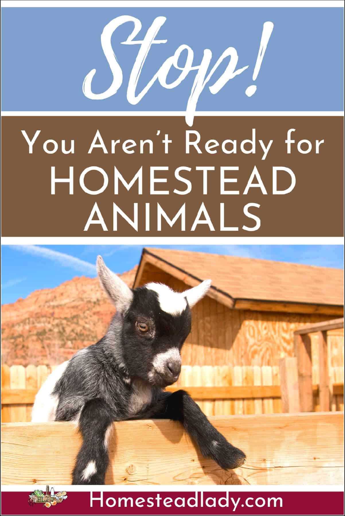 homestead animal - baby goat looking over a fence