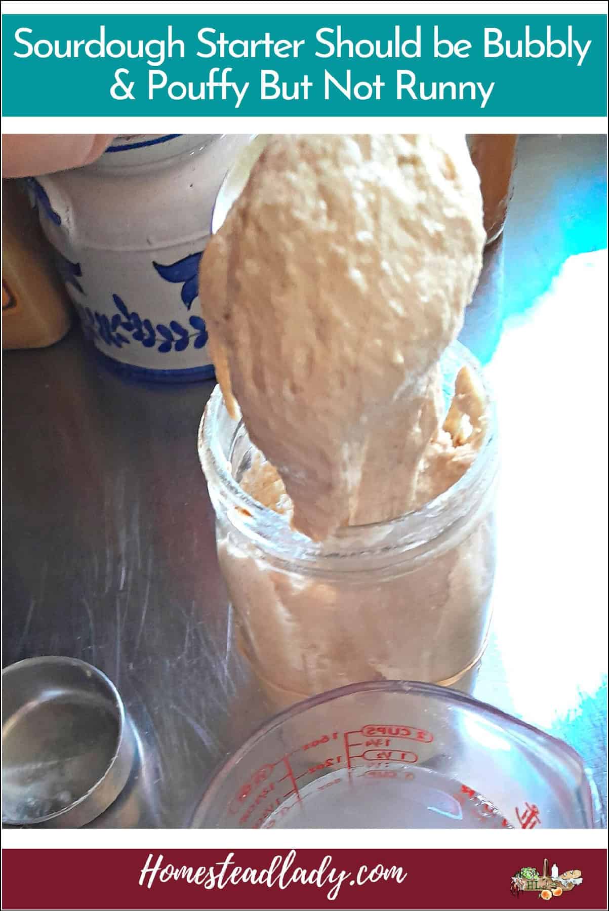 sourdough starter at the right consistency for bread in a jar