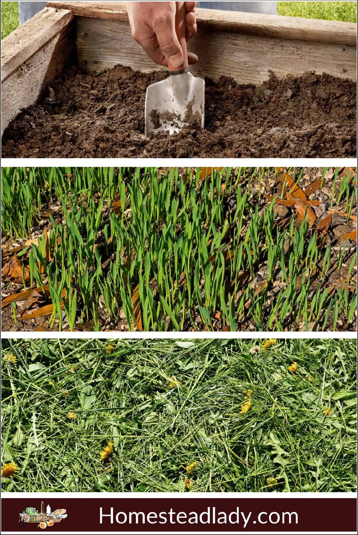 raised bed garden soil; cover crops growing; cover crops cut