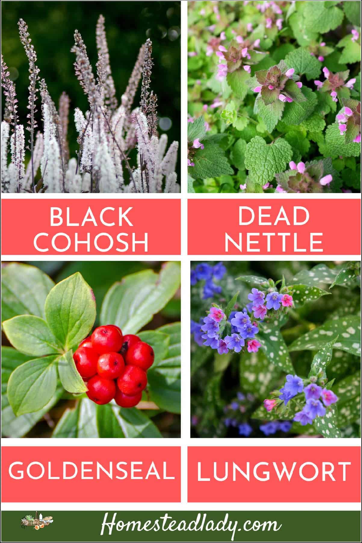 black cohosh flower spikes, dead nettle in bloom, goldenseal berries on the plant, lungwort flowers
