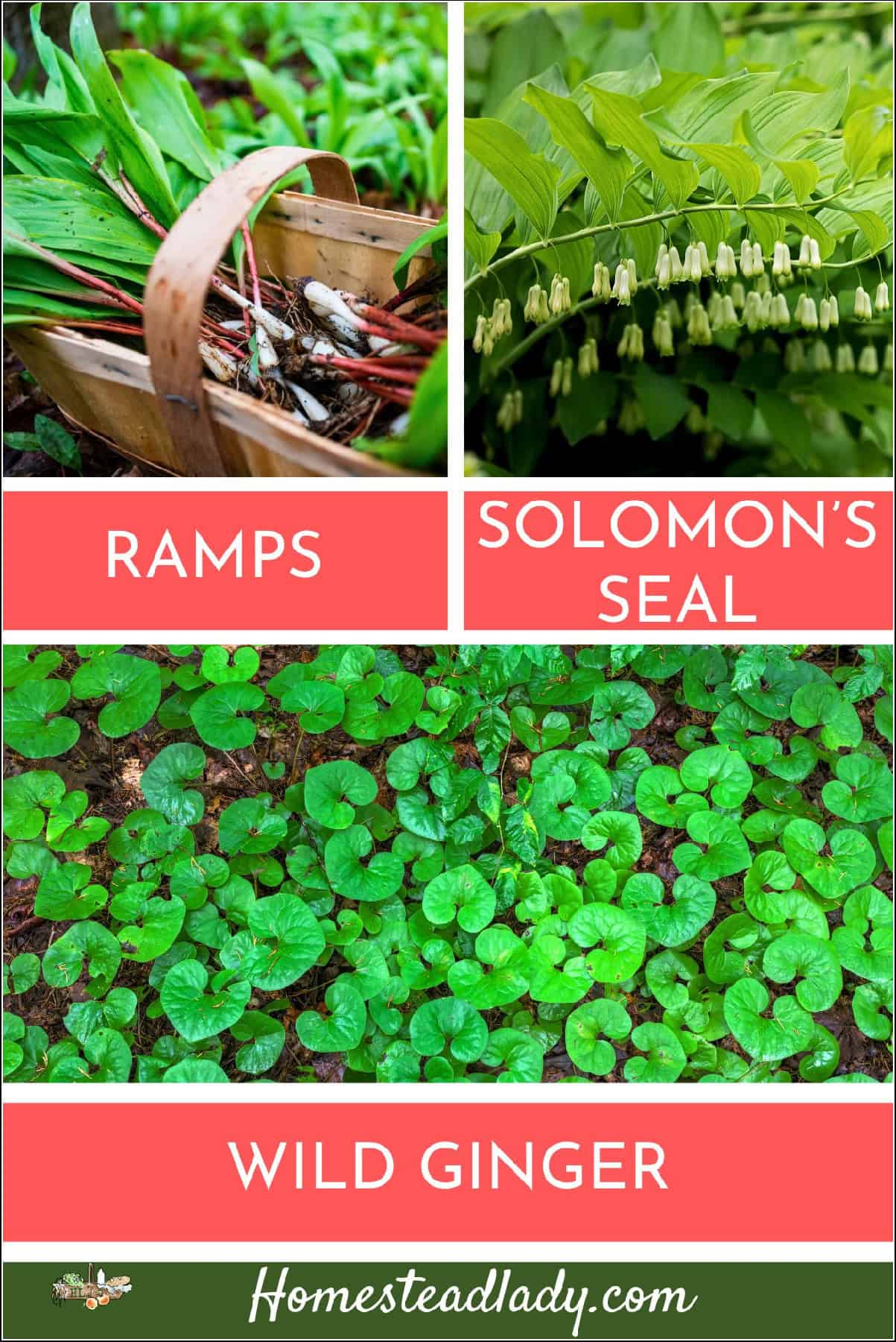 ramps in a basket, solomon's seal and wild ginger growing in a shady garden
