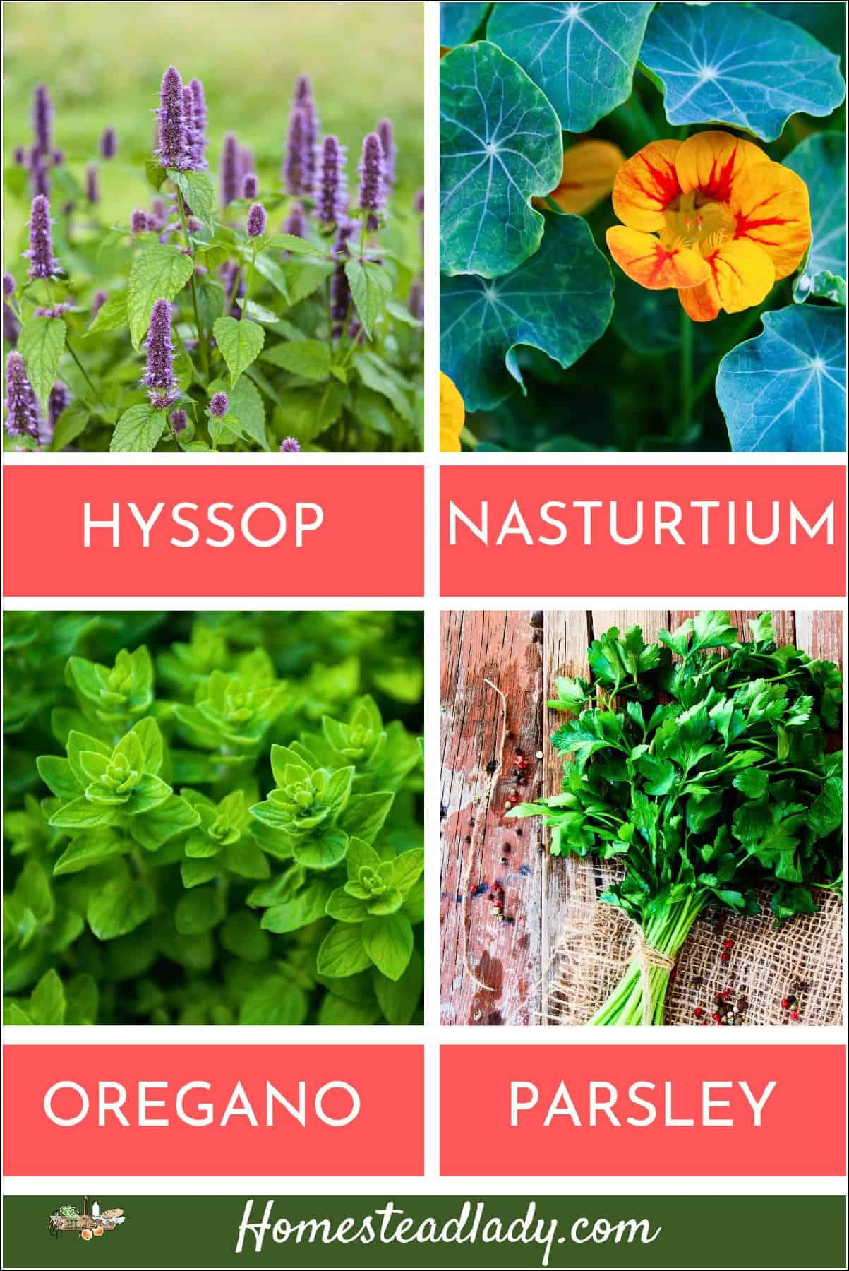 hyssop and nasturtium flowers; parsley and oregano on a table