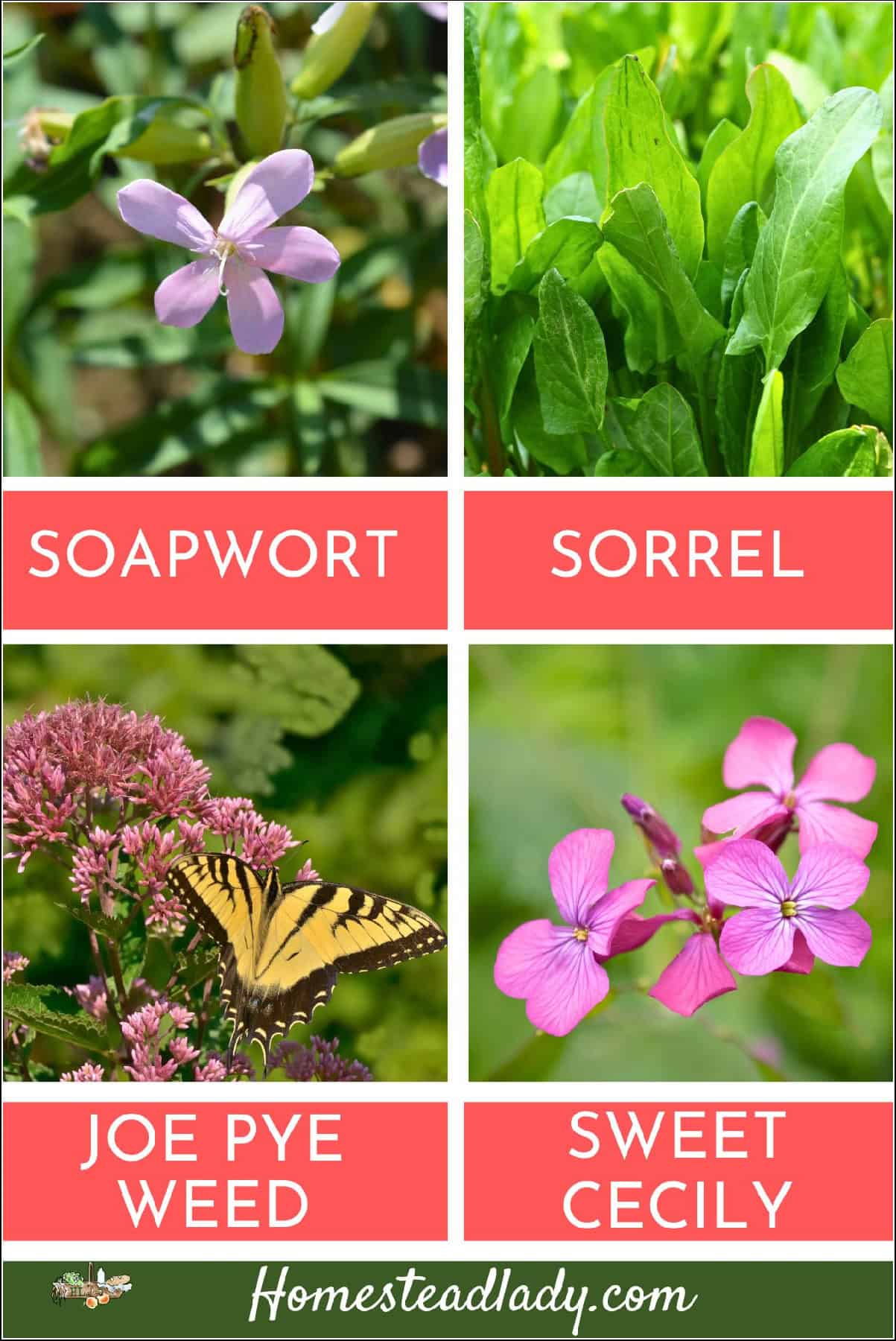 soapwort, joe pye weed, sweet rocket flowers; sorrel leaves in a garden
