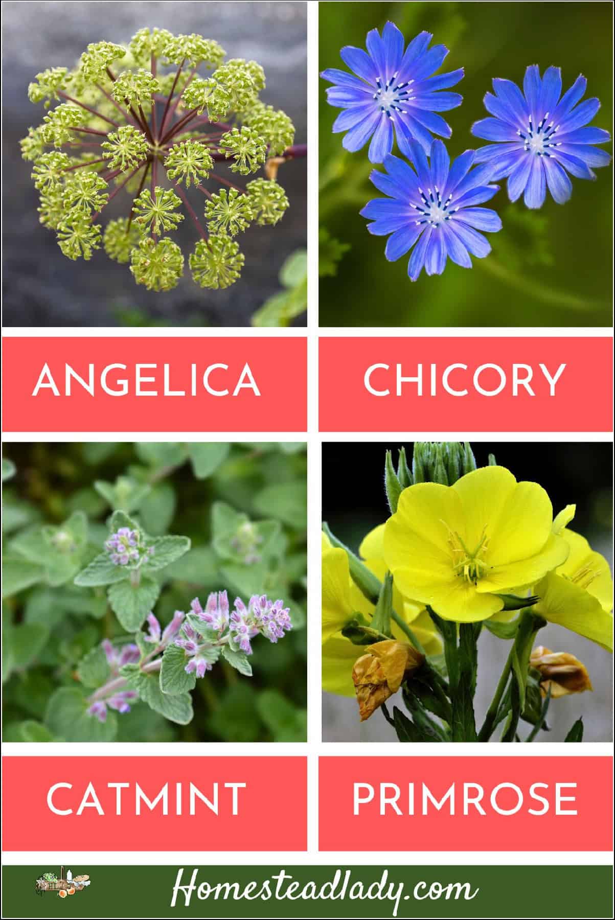angelica, chicory, primrose, and catmint flowers