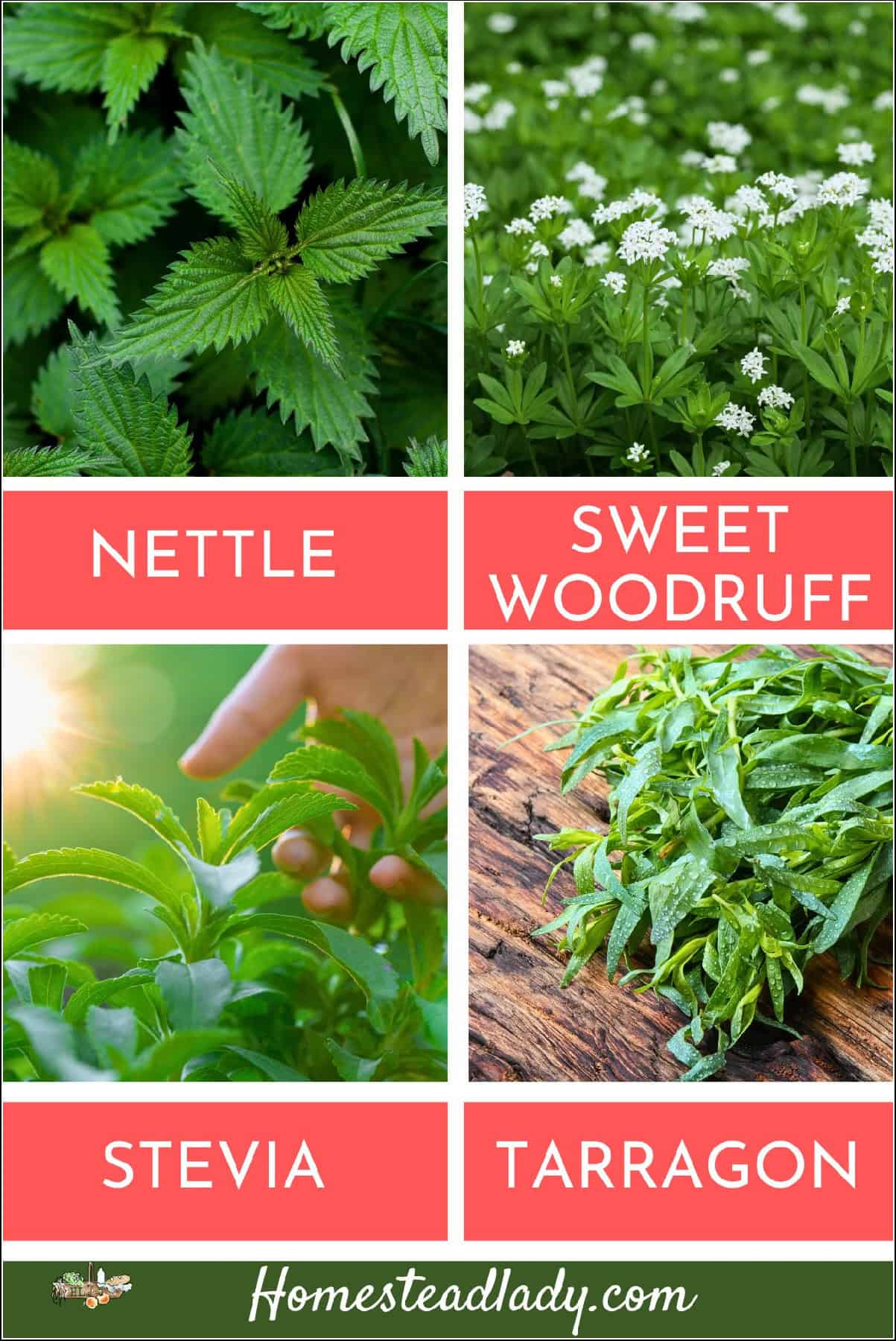 nettle, sweet woodruff, stevia, tarragon growing in a shady garden