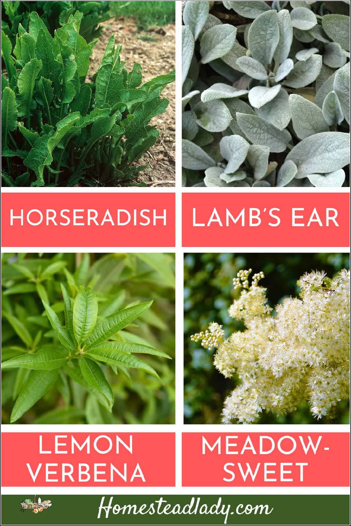 horseradish, lamb's ear, stevia, meadowsweet growing in a shady garden