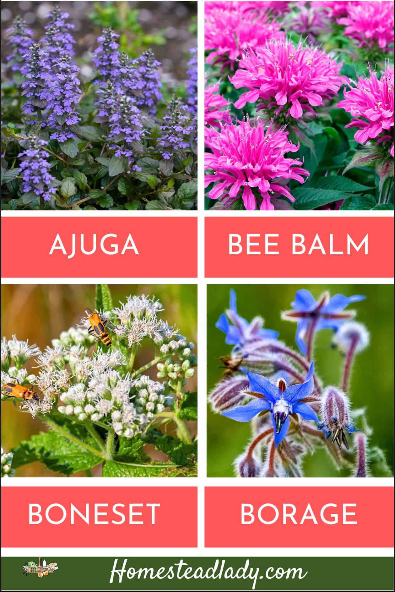 ajuga, bee balm, sweet woodruff, and borage flowers