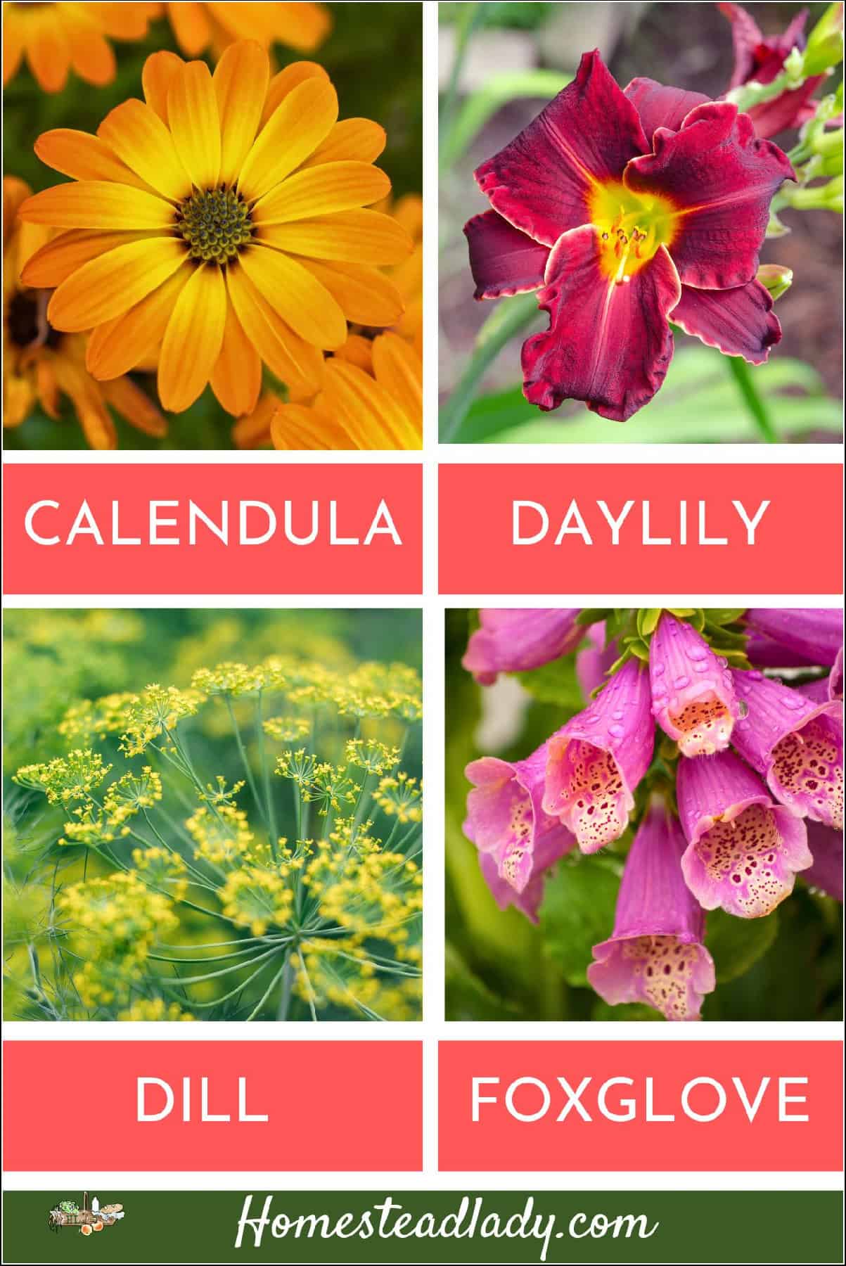 calendula, daylily, dill, and foxglove flowers.
