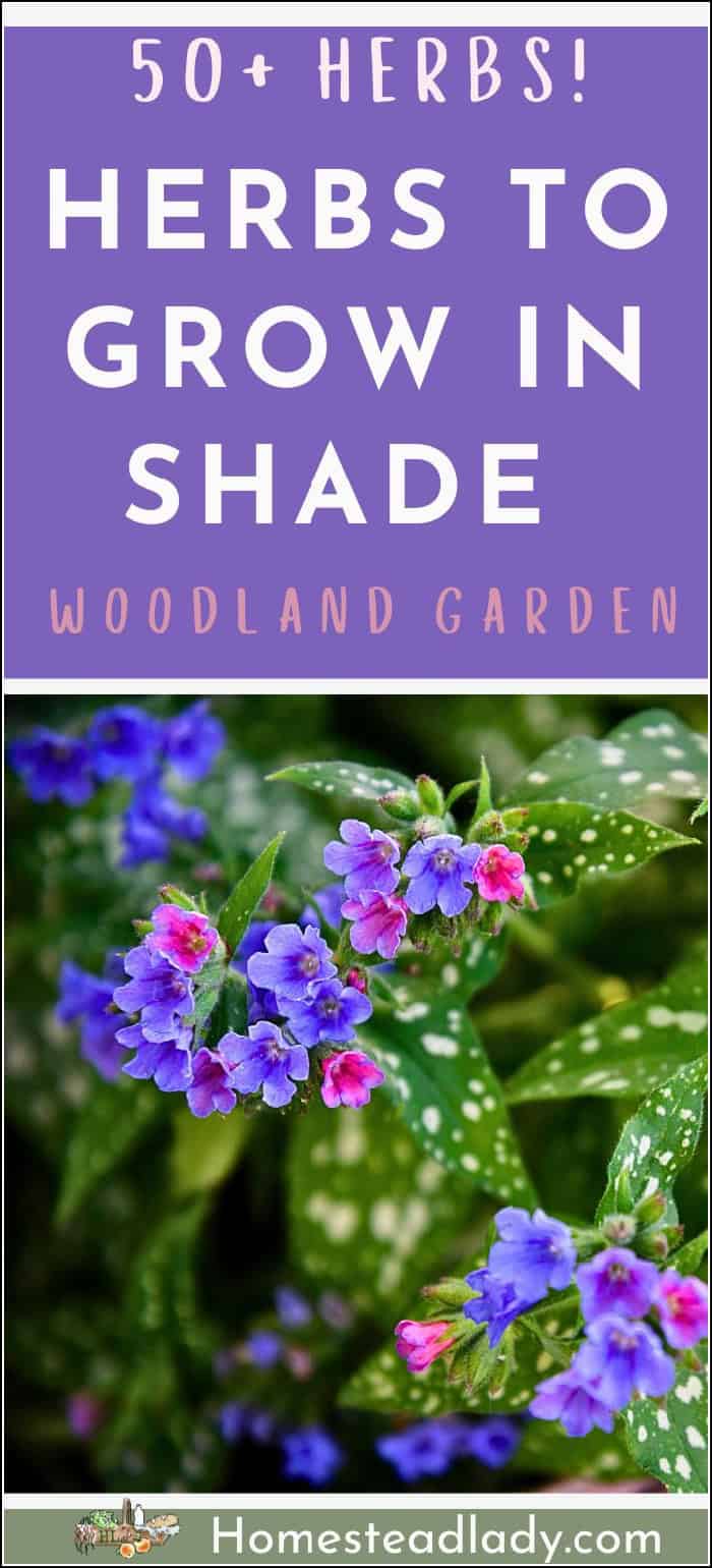 lungwort flowers growing in a shady garden