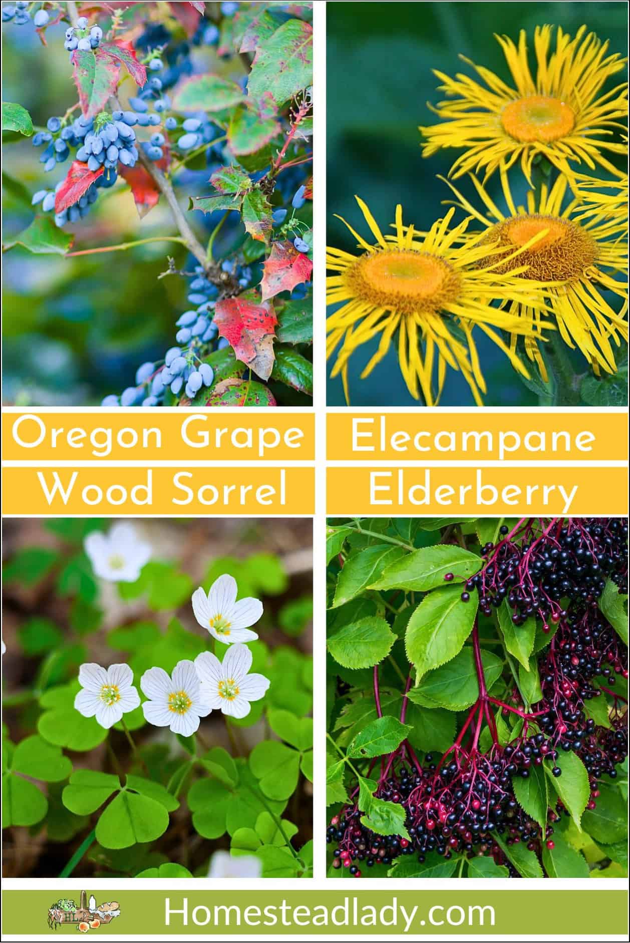 mix of woodland herbs flowers and berries