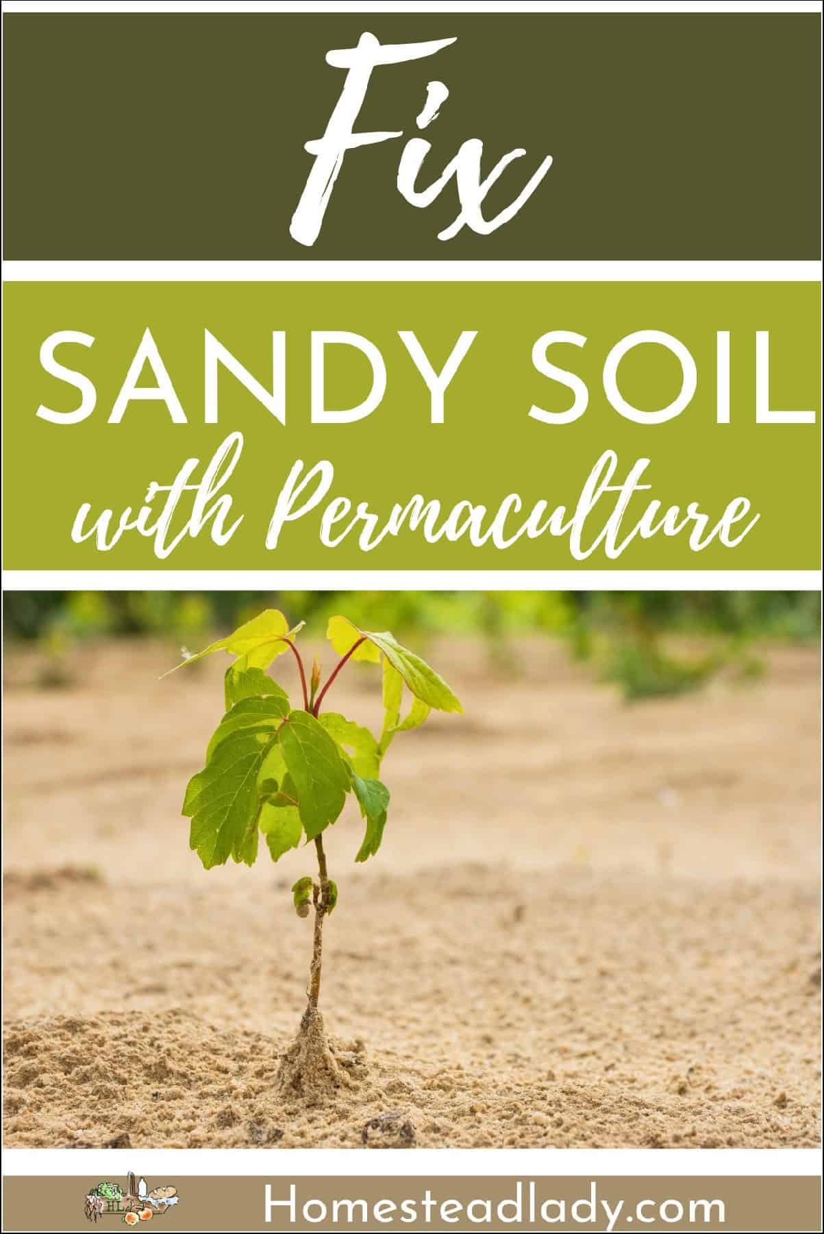 baby tree growing in sandy soil