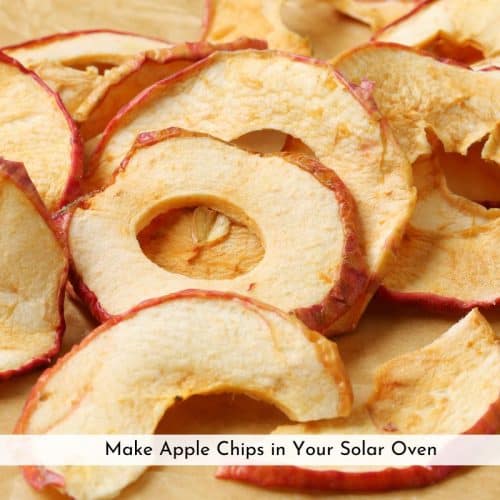 solar oven apple slices on a table