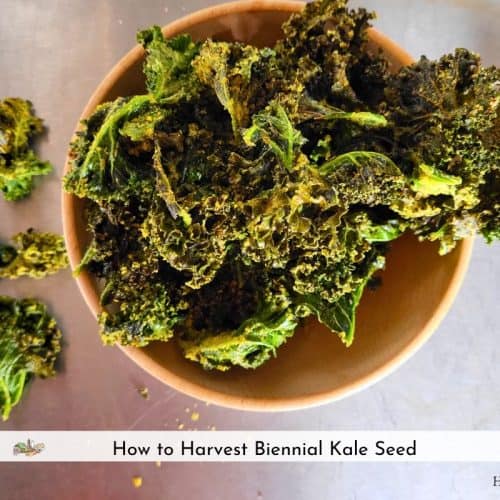 air fryer kale chips in a wooden bowl on a metal table