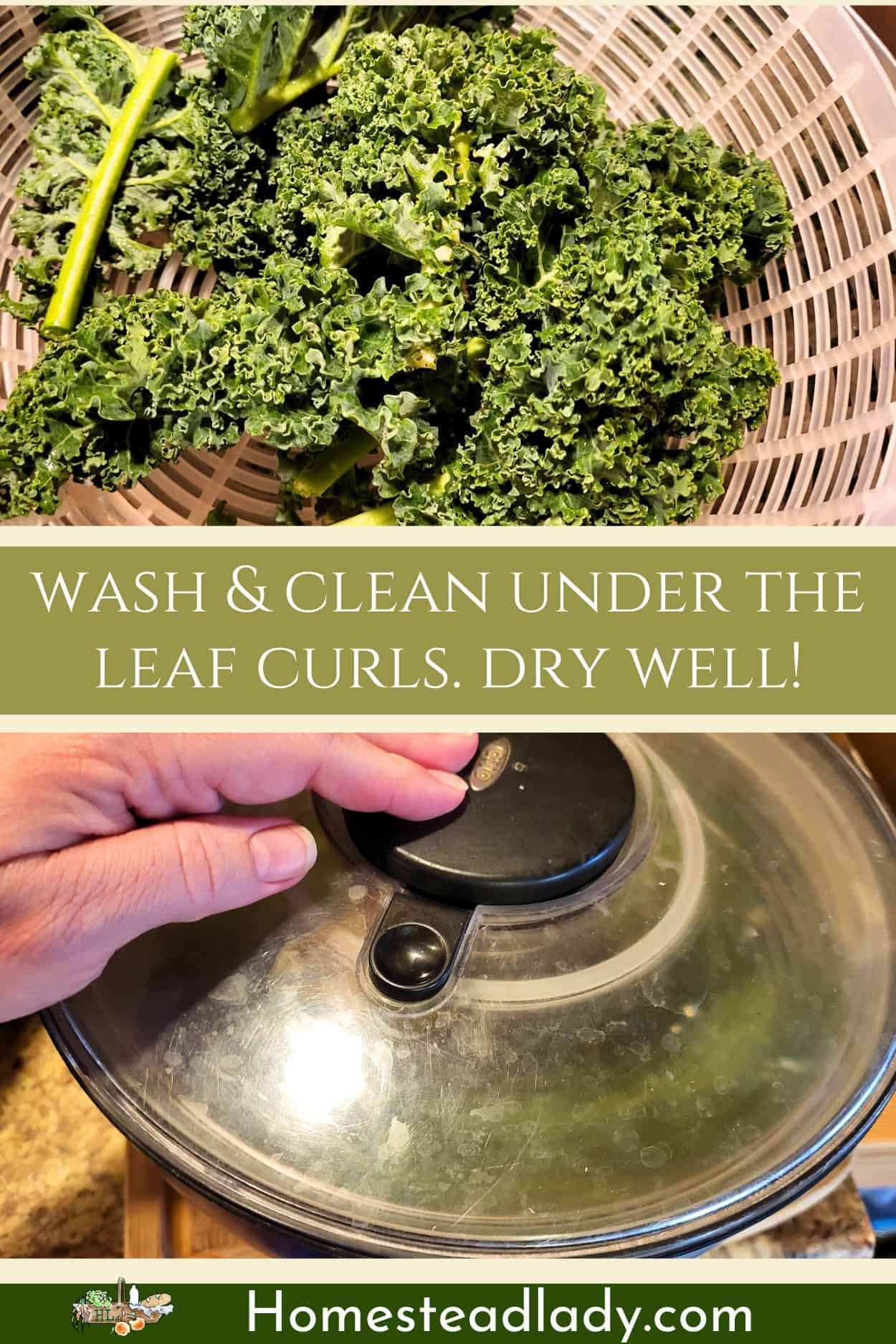 kale leaves being washed to make air fryer kale chips