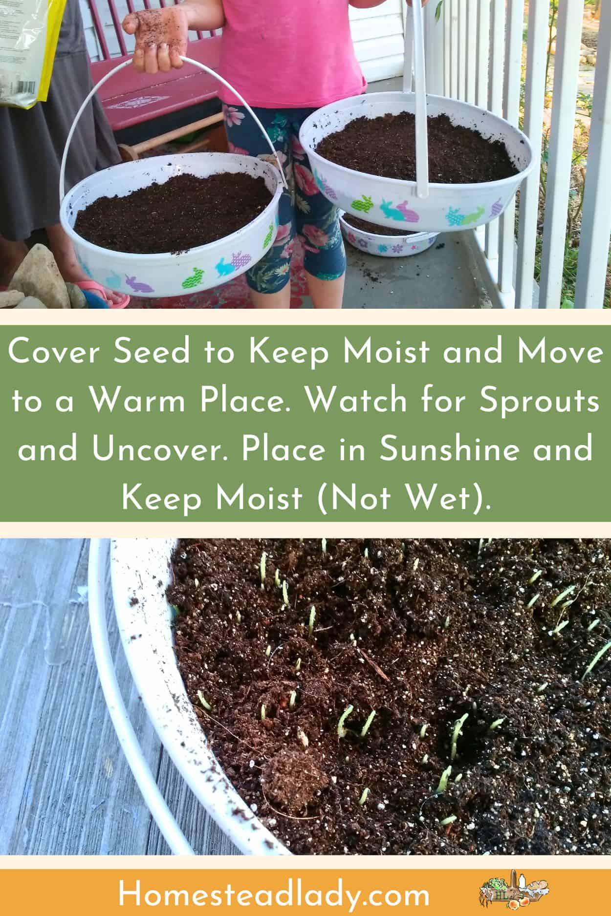 alternative to Easter grass/living Easter grass sprouting in a white dish