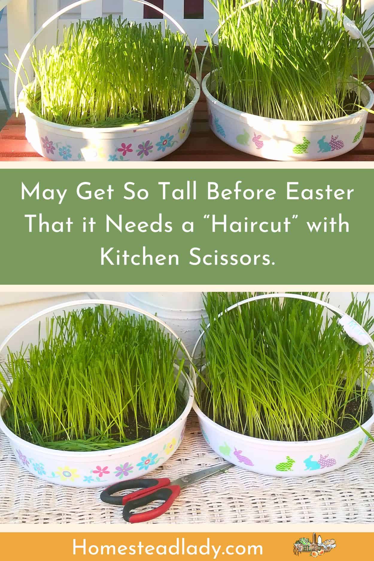 alternative to Easter grass/living Easter grass in two containers