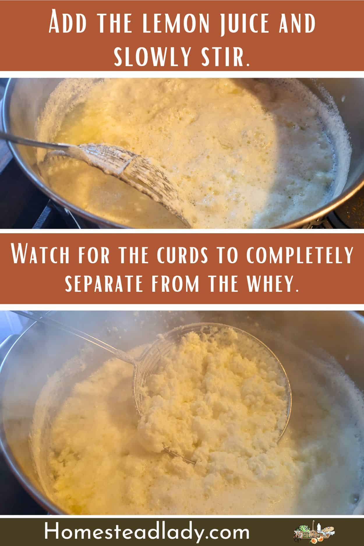 cottage cheese curds separating in a pot